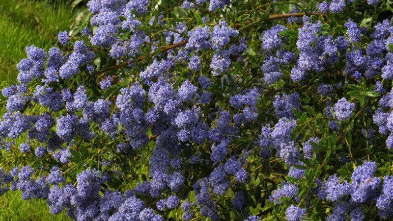 Best ground cover plants California