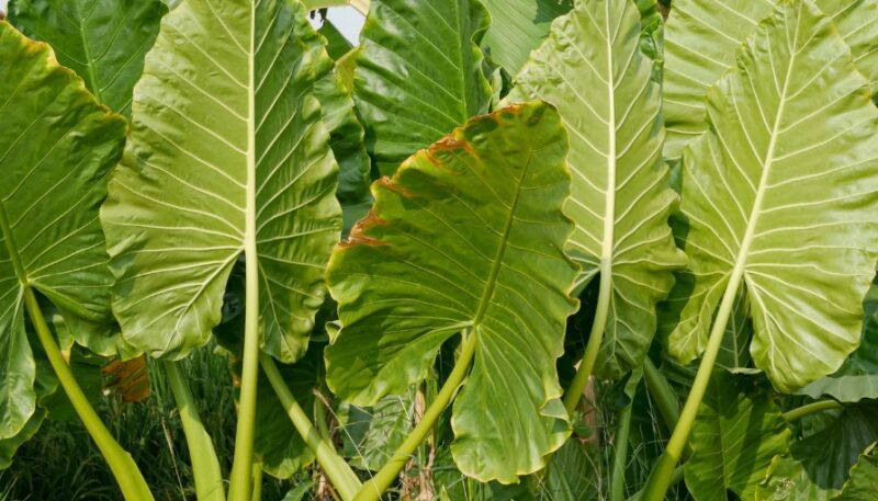 Causes of yellow leaves elephant ear