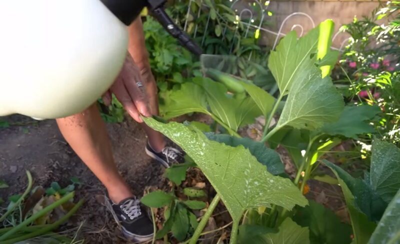 Cucumber leaf fungal infections