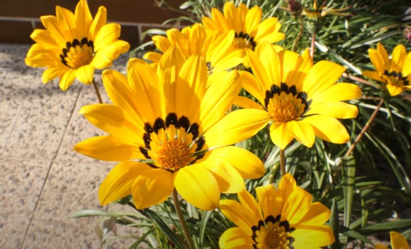 Drought-tolerant ground cover