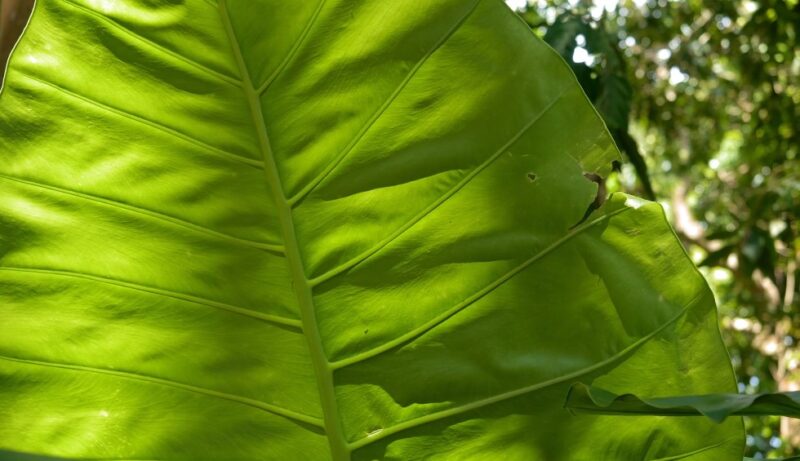 Elephant ear leaf health