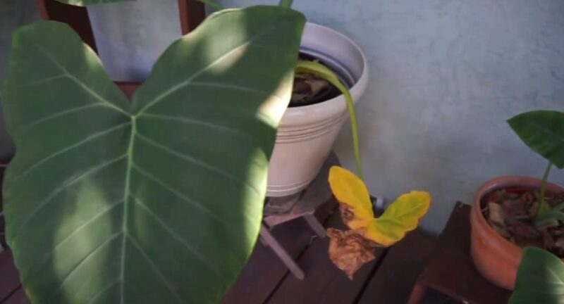 Elephant ear plant issues