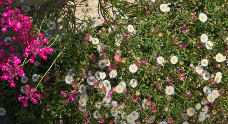 Erigeron karvinskianus in California