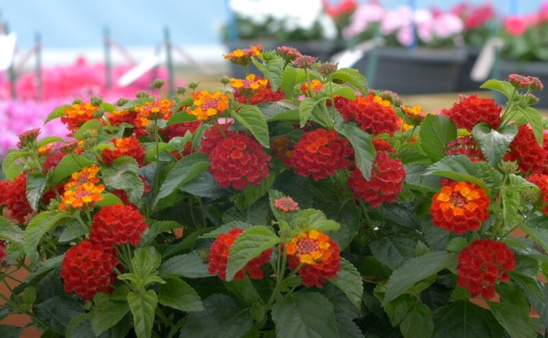 Evergreen ground cover plants