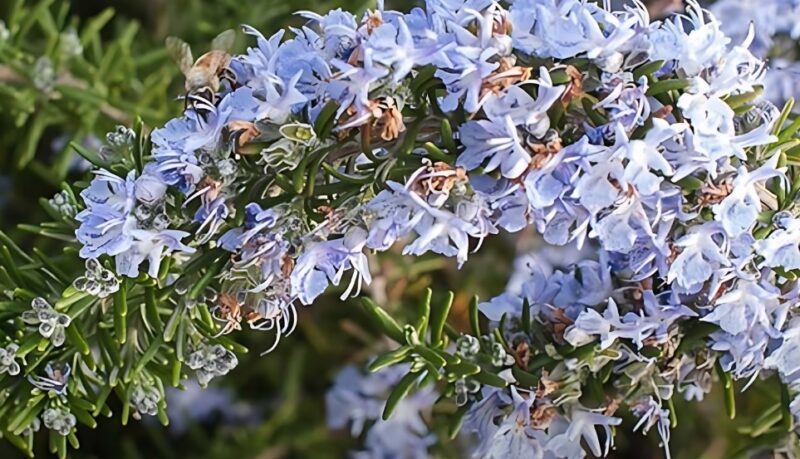 Fast-growing ground cover