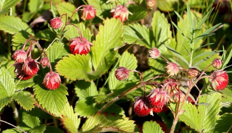 Flowering ground cover