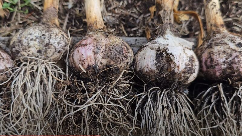 Garlic harvest timing