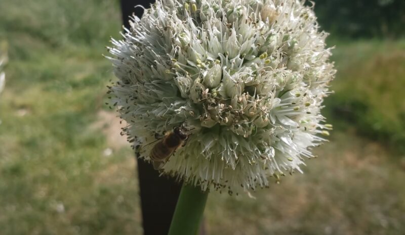 Garlic leaf growth