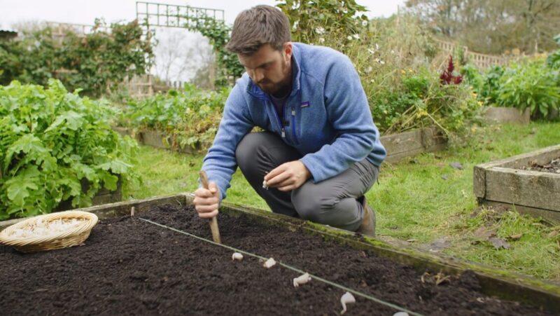 Garlic planting stages