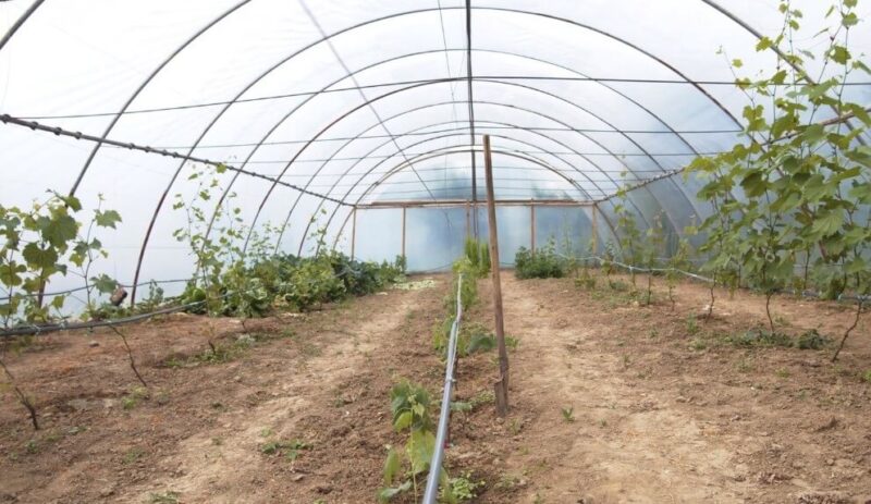 Greenhouse maintenance