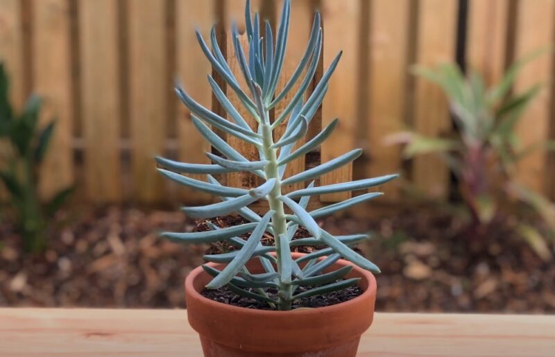 Ground cover for sunny areas