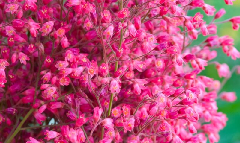 Heuchera hirsutissima watering