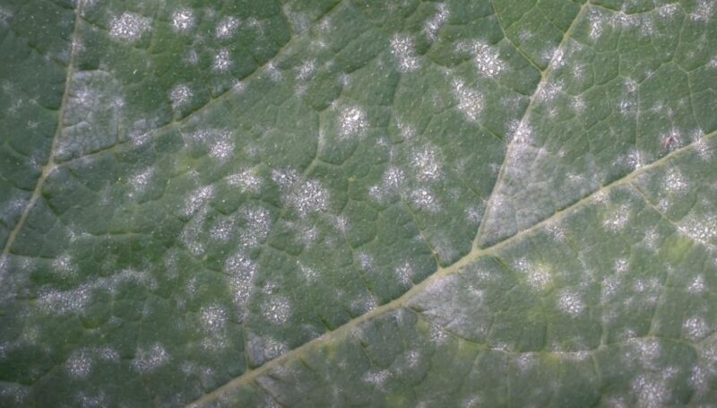 Preventing powdery mildew