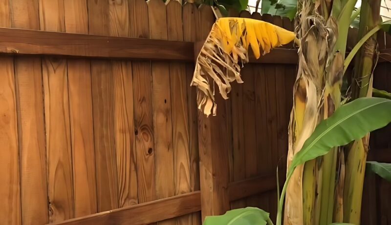 Treating yellow leaves elephant ear