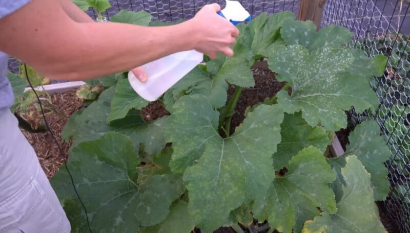 White spots on cucumber leaves