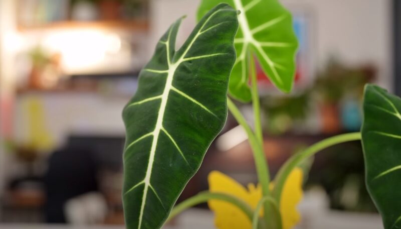 Yellow leaves on elephant ear plant