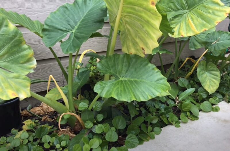 Yellowing elephant ear leaves