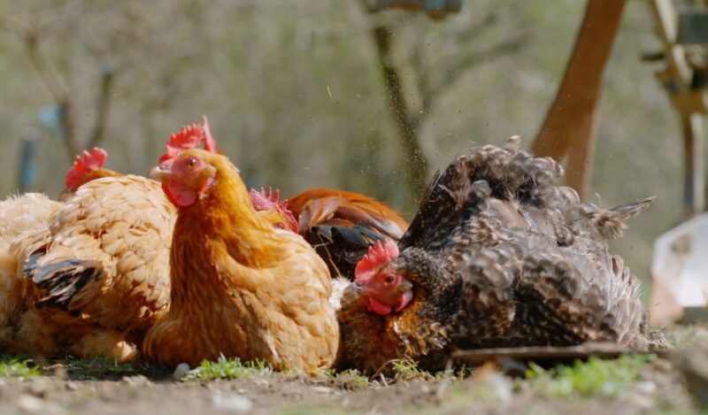 Hen vs rooster size comparison