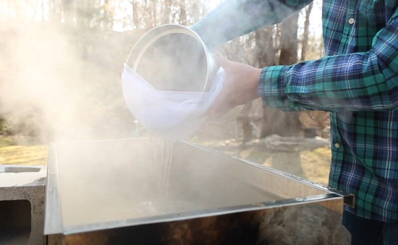 Maple sap collection tips