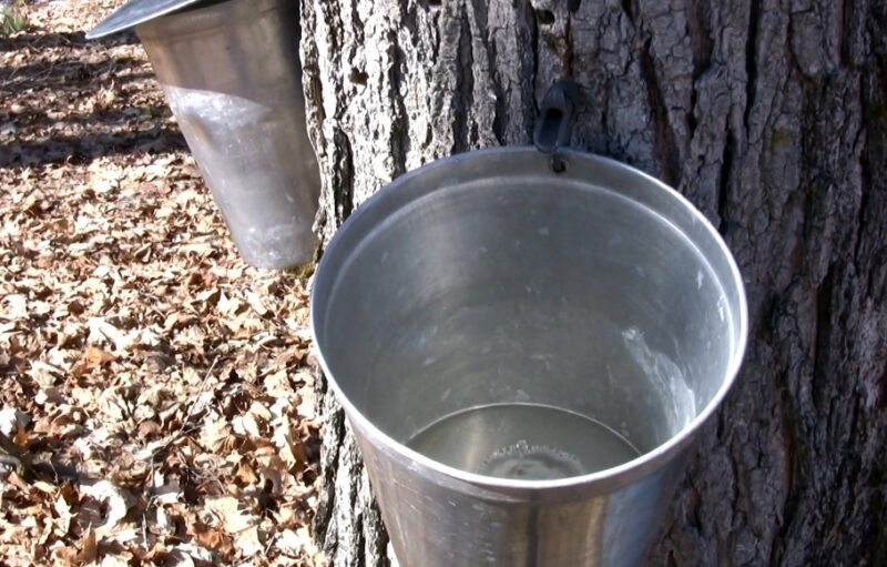 Maple tree tapping equipment