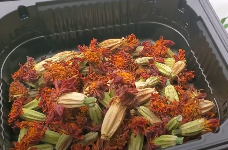 Marigold seed shelf life