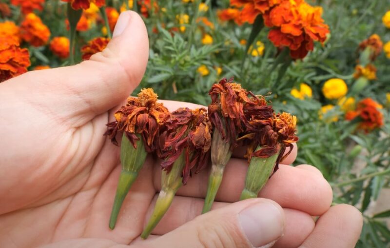 Marigold seed storage