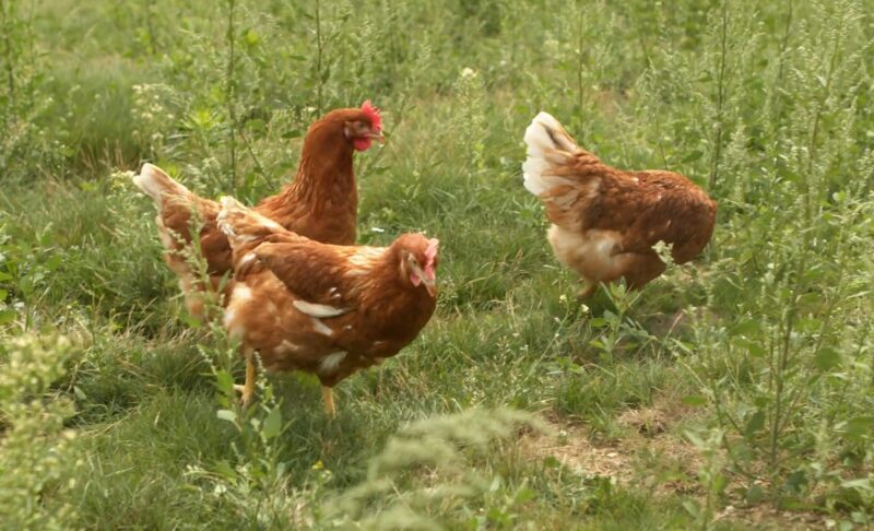 Rooster behavior vs hen