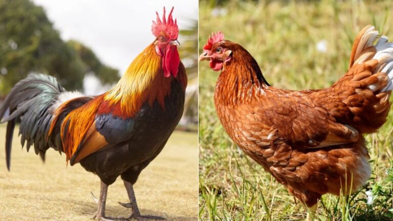 Rooster crowing vs hen clucking