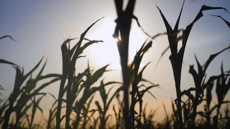 The Incredible Logistics Behind Corn Farming