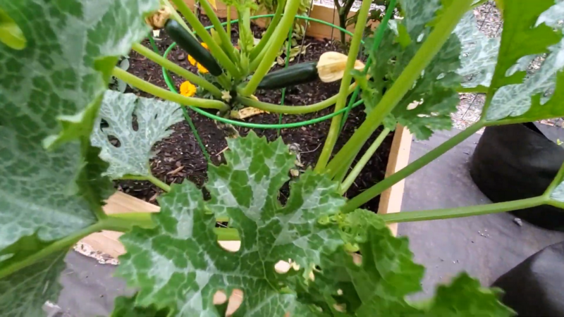 Three Simple Zucchini Growing Tips