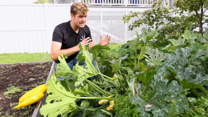 Try These Methods For Growing Large and Healthy Zucchini