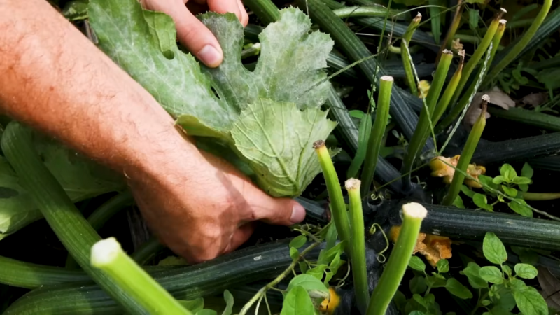 zuchini leaves