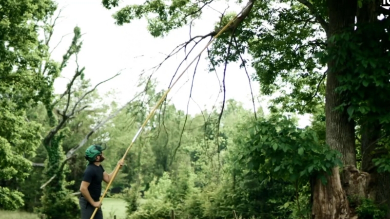 Arborist Uses a Pole Pruner to Reach High Branches on A Tree