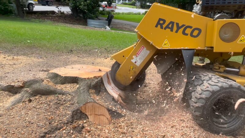 A Stump Grinder in Action, Removing a Tree Stump