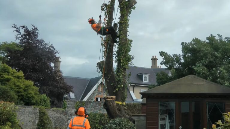 Two Arborists Use Professional Tools for Every Arborist, Including Safety Harnesses and Ropes, to Cut Branches in A Residential Backyard